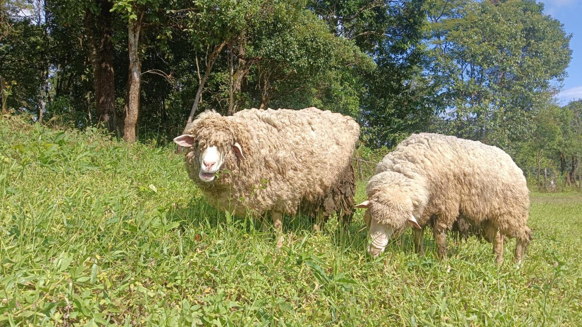 ไร่นิธิสุนทร Nithisoonthon Farmstay Mae Hong Son Exterior foto